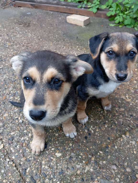 Собаки в других городах Московской области: Отдам в добрые руки Мальчик, Бесплатно - фото 3