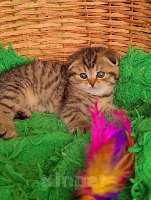 Кошки в Москве: Шотландские вислоухие котята Мальчик, 35 000 руб. - фото 2