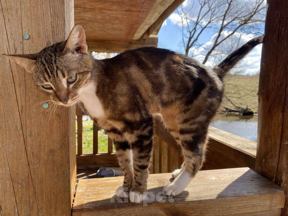 Кошки в Москве: Кошка , почти бенгал) Девочка, Бесплатно - фото 1