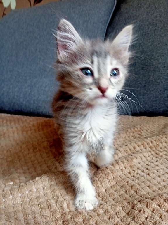 Кошки в Тольятти: Котята  Девочка, 1 руб. - фото 7