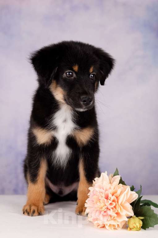 Собаки в Москве: Питомник предлагает щенков Миниатюрной Американской овчарки Разнополые, Бесплатно - фото 10