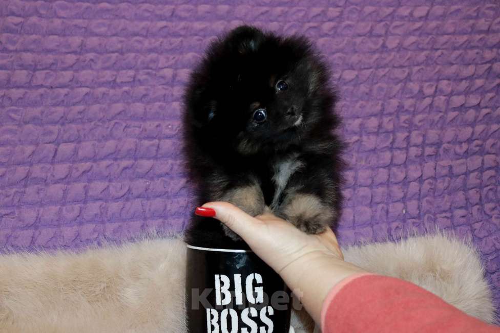 Собаки в Москве: Крошка Померанского шпица Девочка, 55 000 руб. - фото 5