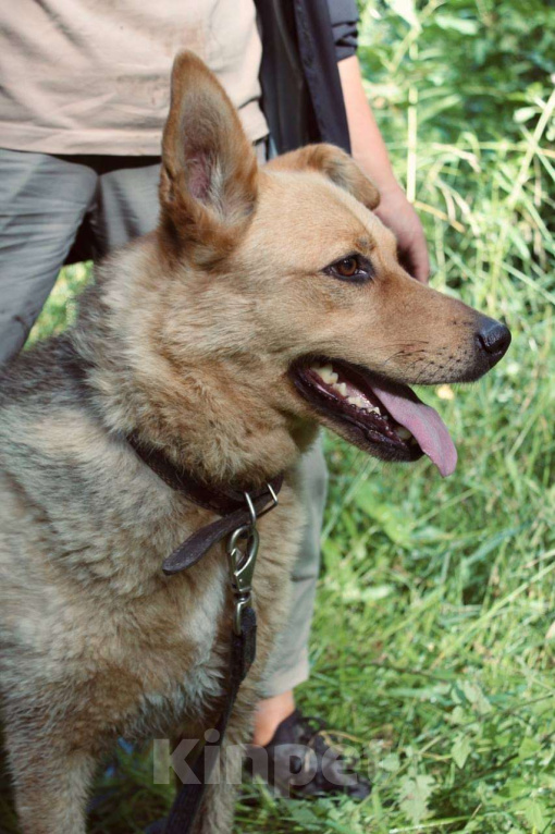 Собаки в Балашихе: Прекрасная Рокси в добрые руки Девочка, Бесплатно - фото 1