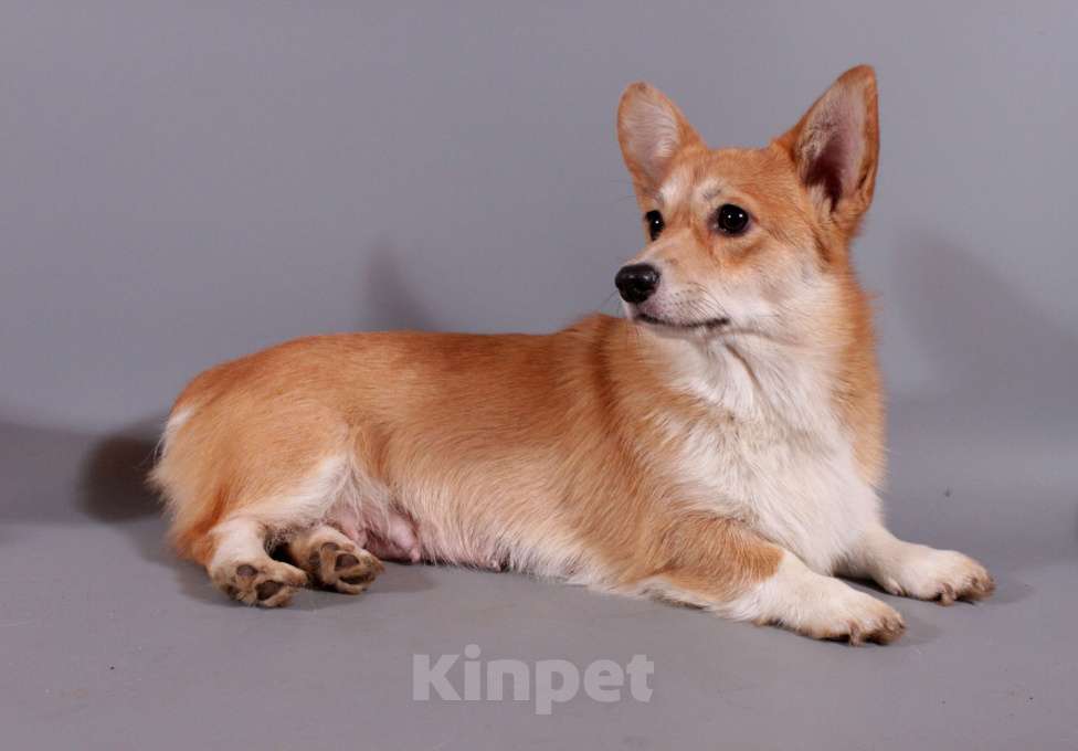 Собаки в Москве: Корги красотки щенки девочки с документами Девочка, 30 000 руб. - фото 2