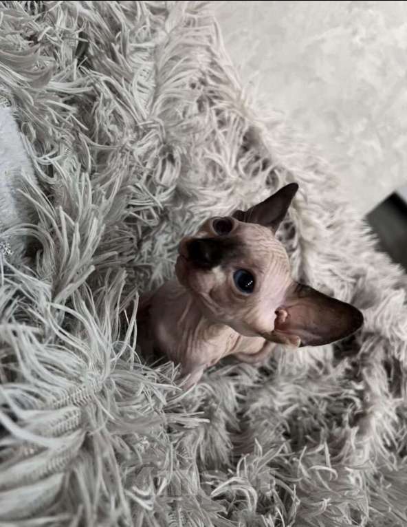 Кошки в Смоленске: Канадский сфинкс Мальчик, 10 000 руб. - фото 6