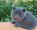 Кошки в Пензе: Британские котята Девочка, 3 500 руб. - фото 3
