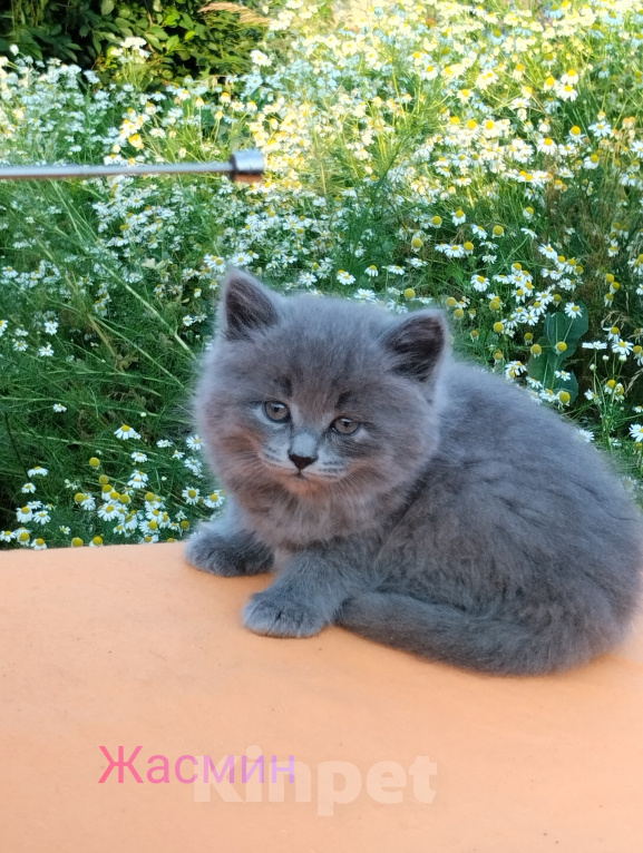 Кошки в Пензе: Британские котята Девочка, 3 500 руб. - фото 3