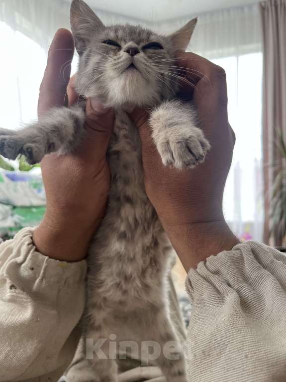 Кошки в других городах Самарской области: Шотландские котята прямоухие Мальчик, 1 500 руб. - фото 3