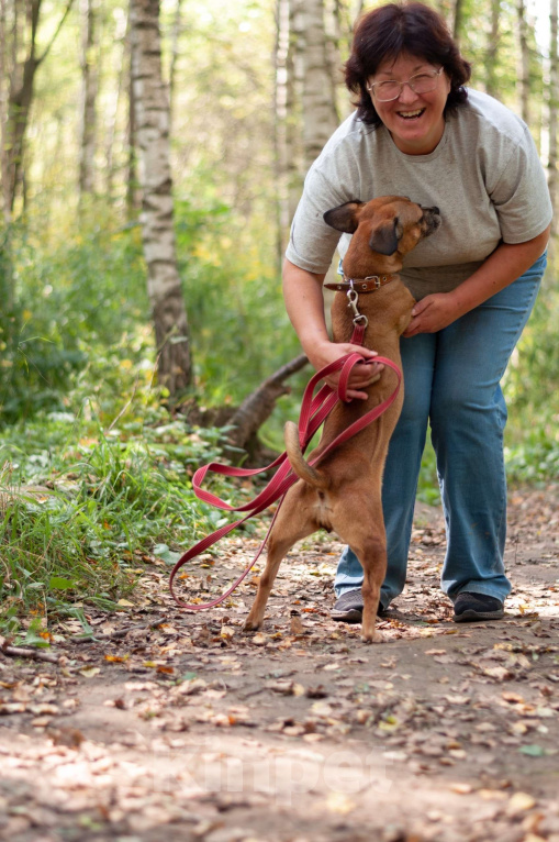 Собаки в Ногинске: Диночка - метис француза в поисках семьи Девочка, Бесплатно - фото 9