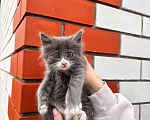 Кошки в Липецке: Отдам в добрые руки котенка. Добрый, ласковый и игривый Мальчик, Бесплатно - фото 1