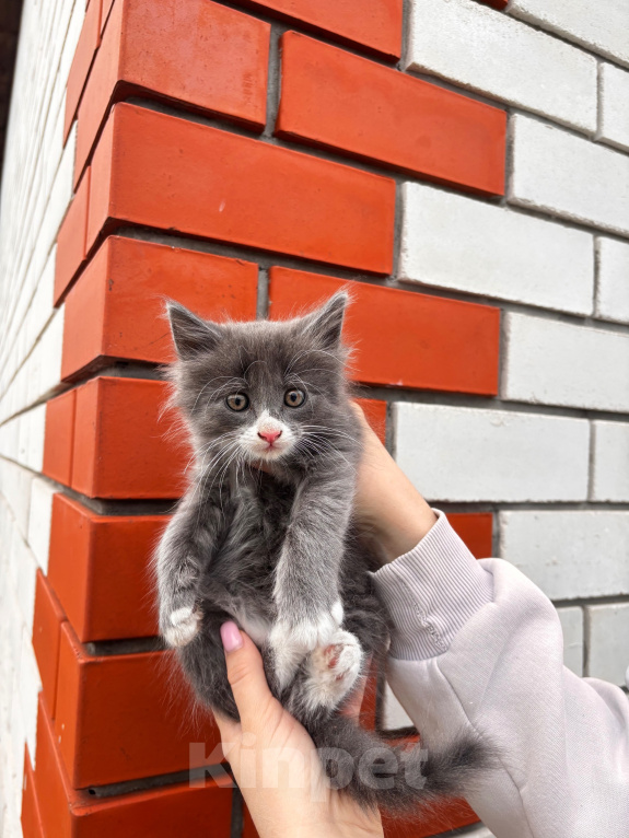 Кошки в Липецке: Отдам в добрые руки котенка. Добрый, ласковый и игривый Мальчик, Бесплатно - фото 1