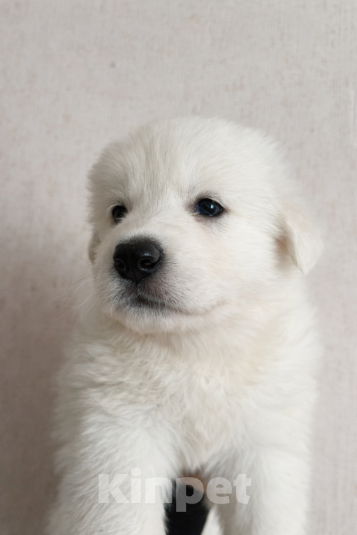 Собаки в Волгограде: Белая швейцарская овчарка Девочка, 50 000 руб. - фото 3