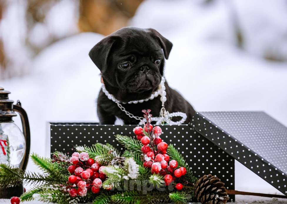 Собаки в Новосибирске: Мопс Сильвана Ветрокрылая Девочка, 60 000 руб. - фото 5