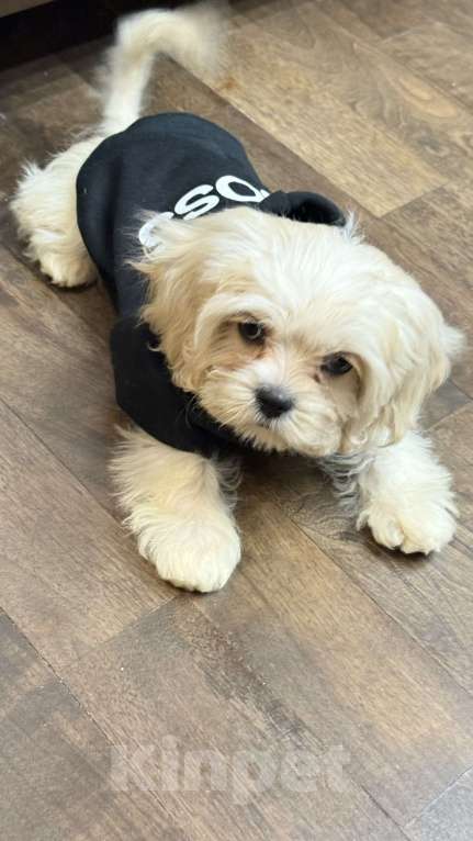 Собаки в Москве: Мальтипу лучший малыш Мальчик, Бесплатно - фото 2