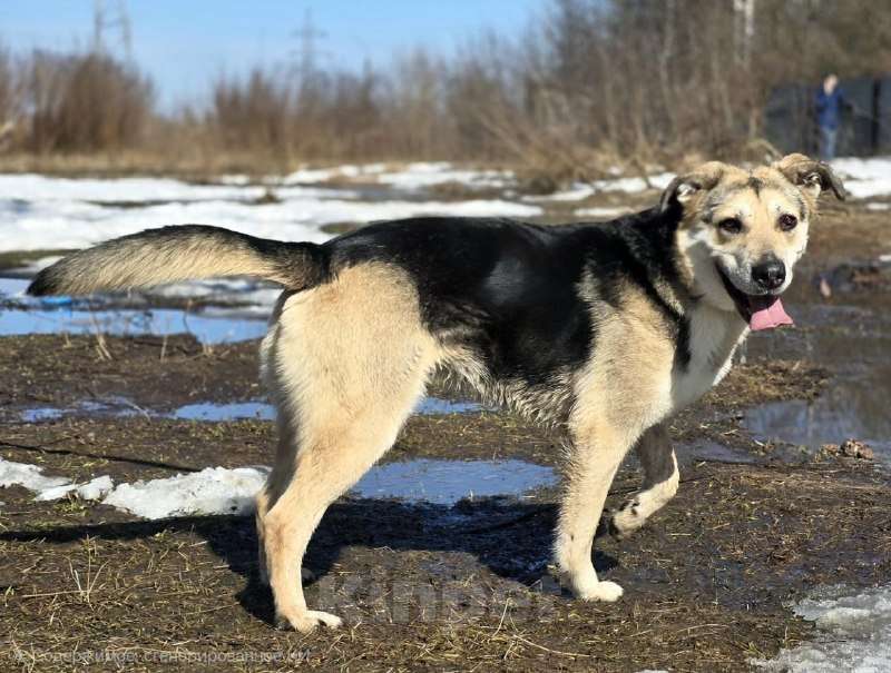 Собаки в Королеве: 1 шанс на 1000! Девочка, Бесплатно - фото 7