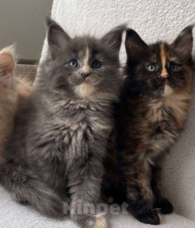Кошки в Одинцово: Котенок мейн кун Девочка, 20 000 руб. - фото 1