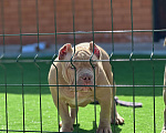 Собаки в Краснодаре: Американский булли щенок Девочка, 90 000 руб. - фото 5