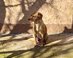 Собаки в Севастополе: Срочно ищем хозяина Собаки Девочка, 1 руб. - фото 3