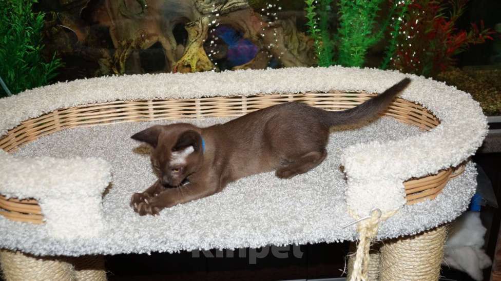 Кошки в Котельнике: Бурманские котята Мальчик, 50 000 руб. - фото 3