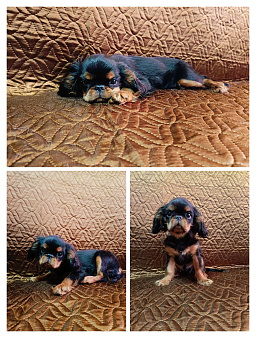 Кинг Чарльз спаниель