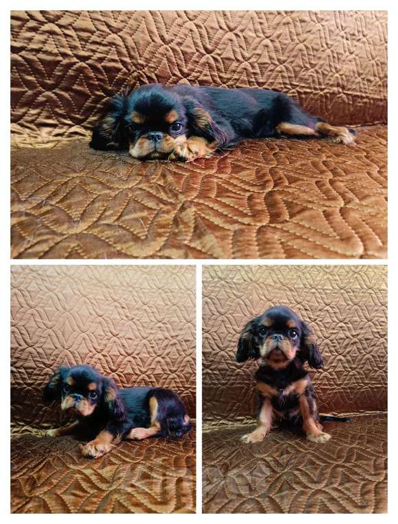 Собаки в Ижевске: Кинг Чарльз спаниель Мальчик, 50 000 руб. - фото 1