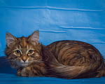Кошки в Малоархангельске: Трёхцветная кошечка Злата, 4 мес, Бесплатно - фото 1
