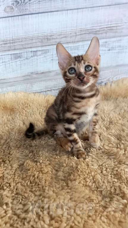 Кошки в Москве: Бенгальский котёнок  Мальчик, 30 000 руб. - фото 2