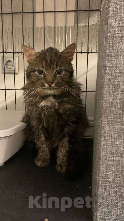 Кошки в Москве: Пушистый кот Мирон Мальчик, Бесплатно - фото 7