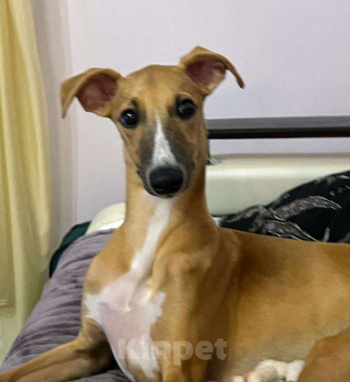 Собаки в Кубинке: Щенок уиппета Мальчик, Бесплатно - фото 1