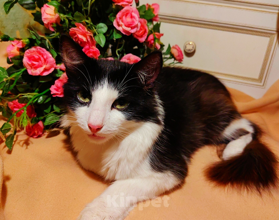 Кошки в Уфе: Котик подросток в добрые руки Мальчик, Бесплатно - фото 6