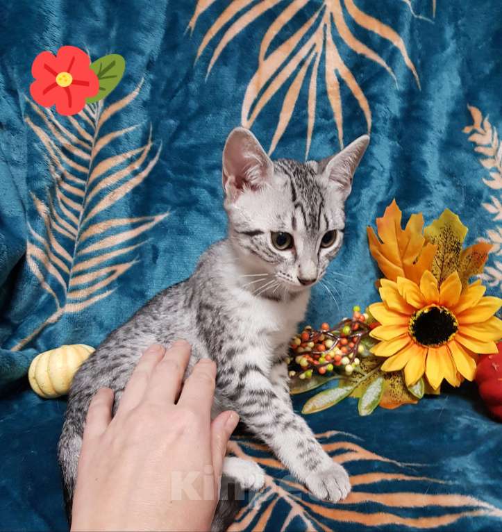 Кошки в Санкт-Петербурге: Котята редкой породы Египетская мау  Девочка, Бесплатно - фото 6