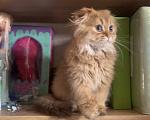 Кошки в Москве: Мальчик Scottish highland fold Мальчик, 18 000 руб. - фото 2