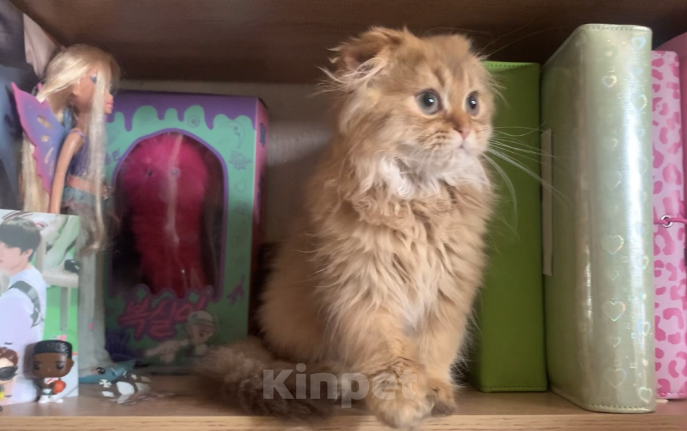 Кошки в Москве: Мальчик Scottish highland fold Мальчик, 18 000 руб. - фото 2
