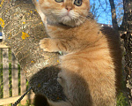 Кошки в Нижнем Новгороде: Шотландский котик Мальчик, 20 000 руб. - фото 5