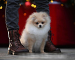 Собаки в Москве: Мальчик померанского шпица Мальчик, 35 000 руб. - фото 2