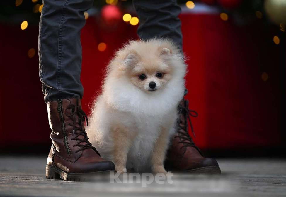 Собаки в Москве: Мальчик померанского шпица Мальчик, 35 000 руб. - фото 2