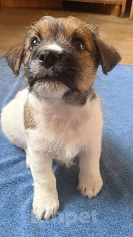 Собаки в Москве: Джек Рассел терьер Мальчик, 27 000 руб. - фото 1