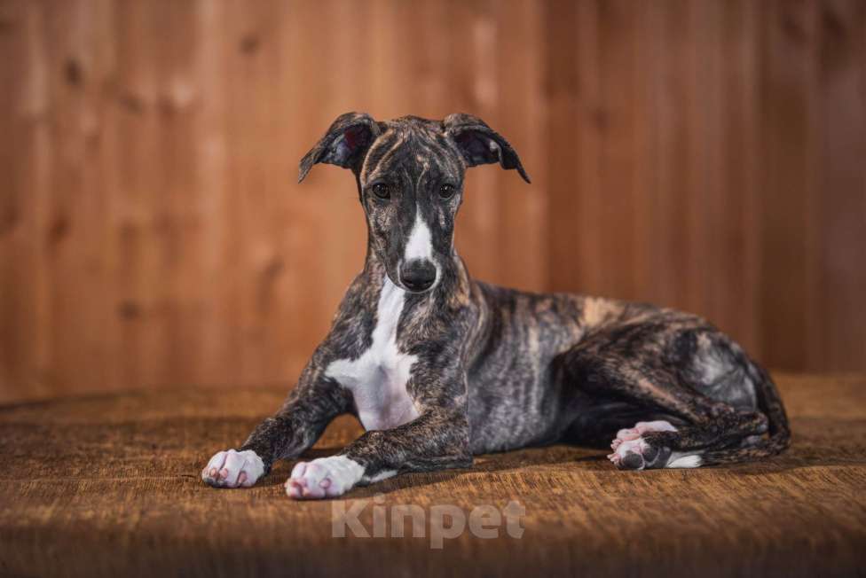 Собаки в Раменском: Уиппет щенок Девочка, 130 000 руб. - фото 1