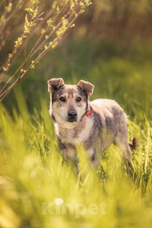 Собаки в Москве: Джек — замечательный мальчик в поисках своей семьи и дома Мальчик, 1 руб. - фото 4