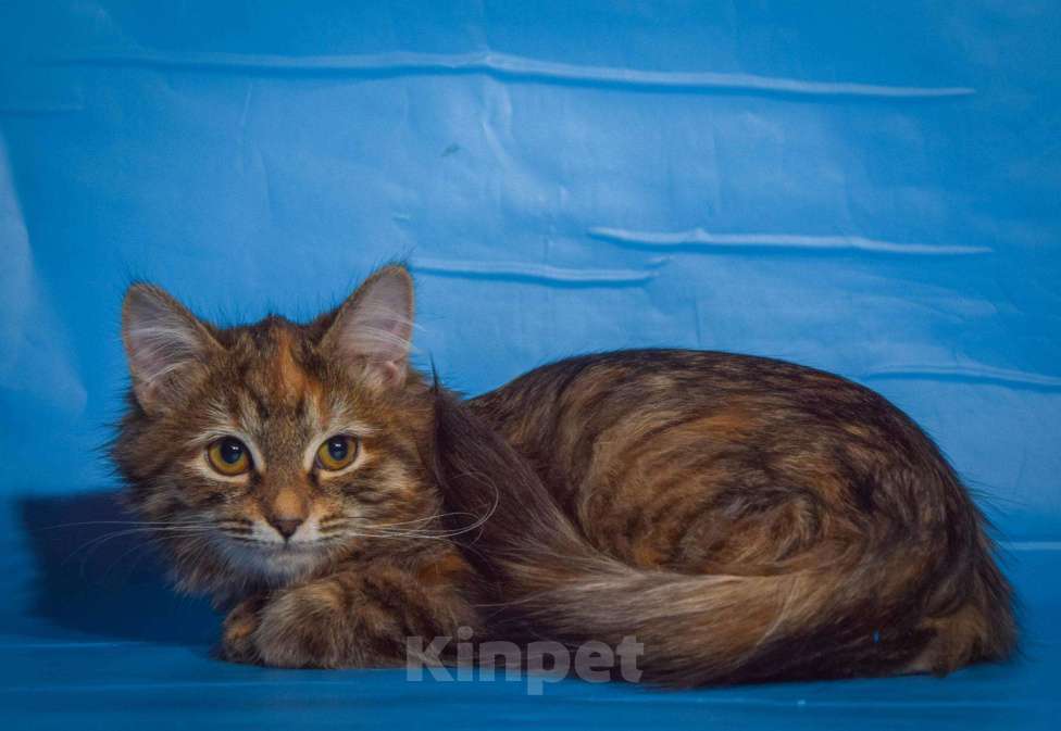 Кошки в Малоархангельске: Трёхцветная кошечка Злата, 4 мес, Бесплатно - фото 1