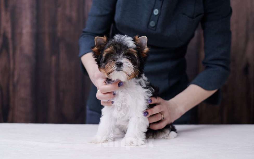 Собаки в Челябинске: Бивер терьер сука Девочка, 80 000 руб. - фото 1