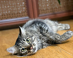 Кошки в Москве: Лео ищет дом Мальчик, Бесплатно - фото 4