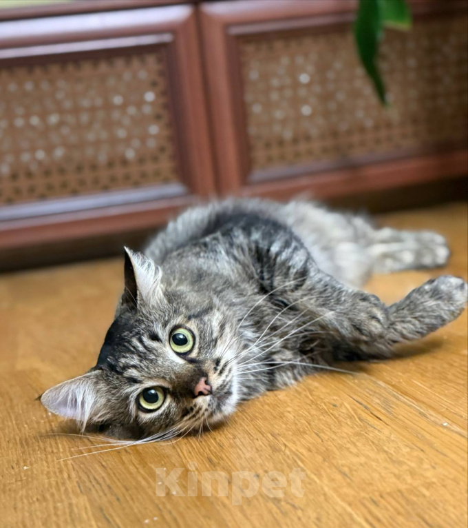 Кошки в Москве: Лео ищет дом Мальчик, Бесплатно - фото 4