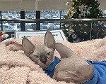 Кошки в Владивостоке: Продам котёнка Донского сфинкса. Мальчик, 35 000 руб. - фото 2