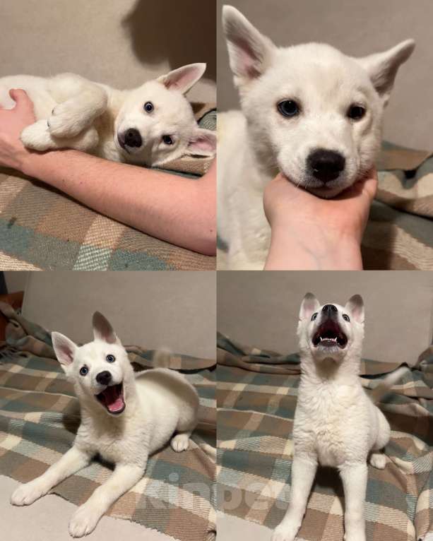 Собаки в Санкт-Петербурге: Щенки помски Мальчик, 15 000 руб. - фото 4