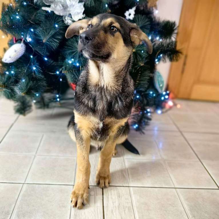Собаки в Санкт-Петербурге: Щенок мальчик в добрые руки! Мальчик, Бесплатно - фото 10