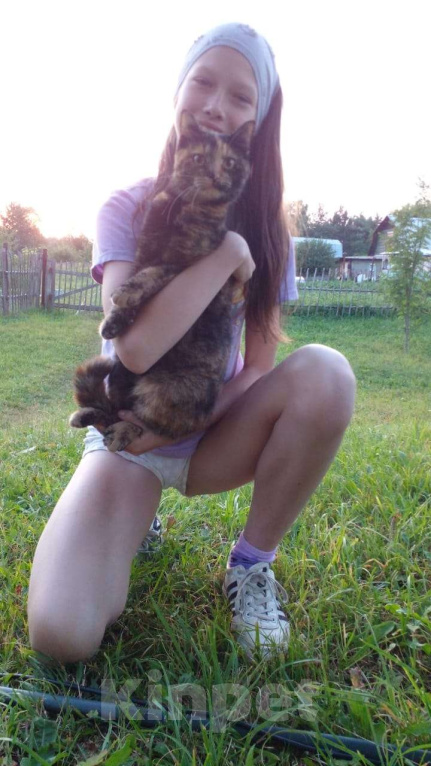 Кошки в Ярославле: Поиск кошки Девочка, Бесплатно - фото 1