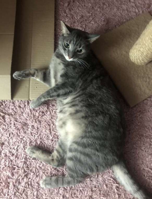 Кошки в Подольске: ПОТЕРЯЛСЯ КОТ!❗️ Мальчик, 1 руб. - фото 4