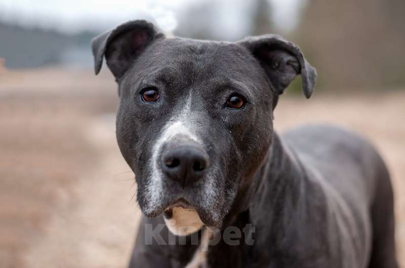 Собаки в Москве: Американский стаффордширский терьер Парс в приюте в дар Мальчик, 1 руб. - фото 6
