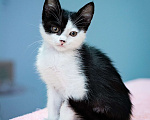 Кошки в Химках: Котёнок в добрые руки Мальчик, Бесплатно - фото 3